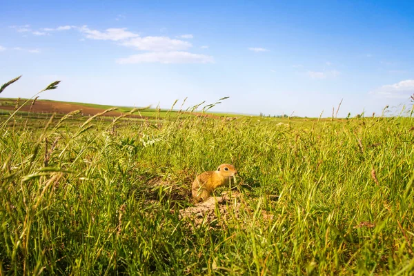 Sevimli hayvan. Yer Sincabı. Yeşil doğa ve mavi gökyüzü arka plan. Manzara fotoğrafı.