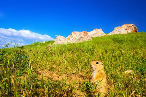 Χαριτωμένο Ζώο Σκίουρος Εδάφους Πράσινη Φύση Και Μπλε Φόντο Στον — Φωτογραφία Αρχείου