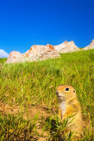 Cute Animal Ground Squirrel Green Nature Blue Sky Background Landscape — Stock Photo, Image