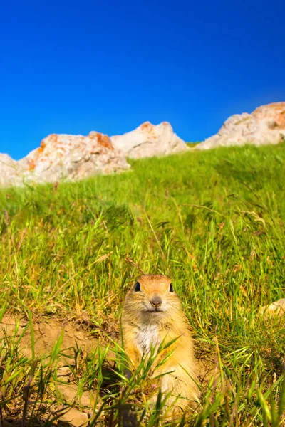 Cute Animal Ground Squirrel Green Nature Blue Sky Background Landscape — Stock Photo, Image