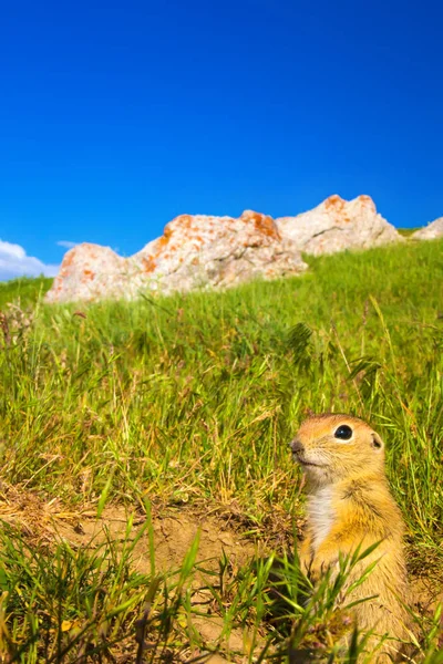 Sevimli hayvan. Yer Sincabı. Yeşil doğa ve mavi gökyüzü arka plan. Manzara fotoğrafı.