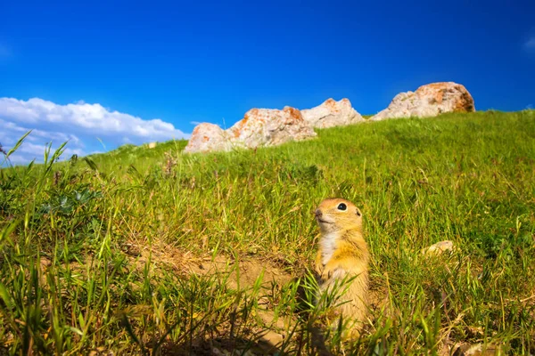 Cute Animal Ground Squirrel Green Nature Blue Sky Background Landscape — Stock Photo, Image