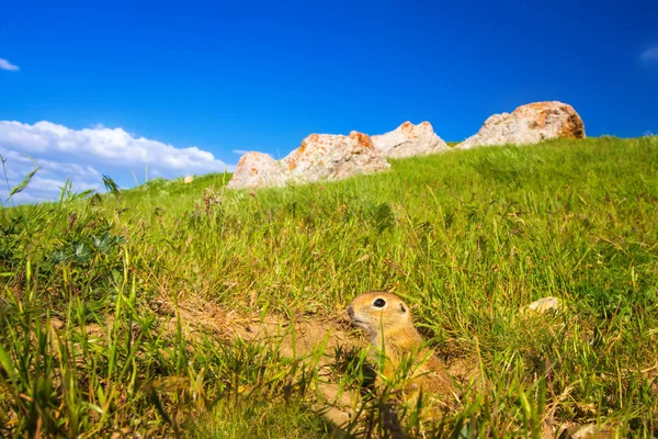 Sevimli hayvan. Yer Sincabı. Yeşil doğa ve mavi gökyüzü arka plan. Manzara fotoğrafı.