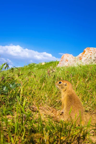 Sevimli hayvan. Yer Sincabı. Yeşil doğa ve mavi gökyüzü arka plan. Manzara fotoğrafı.