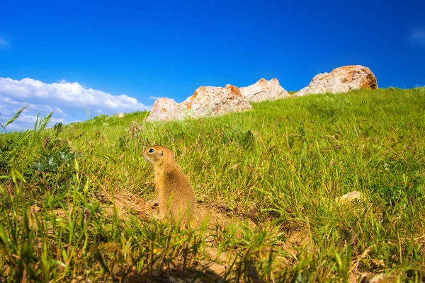 Sevimli hayvan. Yer Sincabı. Yeşil doğa ve mavi gökyüzü arka plan. Manzara fotoğrafı.