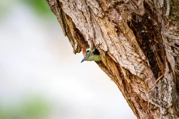 Ağaçkakan Yeşil Orman Arka Planı Kuş Orta Benekli Ağaçkakan Dendrocopos — Stok fotoğraf