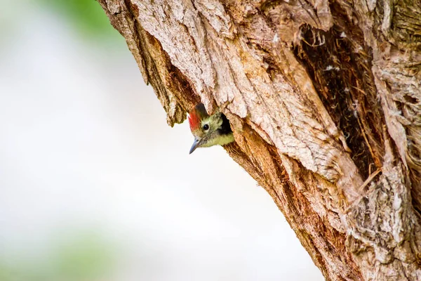 Pájaro Carpintero Fondo Del Bosque Verde Bird Middle Spotted Woodpecker — Foto de Stock