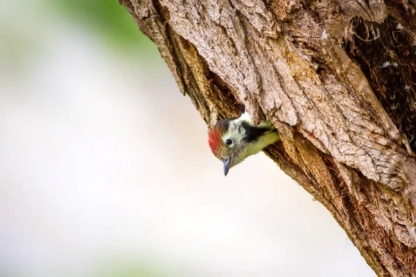 Ağaçkakan Yeşil Orman Arka Planı Kuş Orta Benekli Ağaçkakan Dendrocopos — Stok fotoğraf