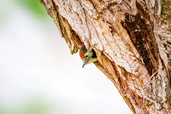 Pic Bois Fond Forêt Verte Oiseau Pic Tacheté Moyen Dendrocopos — Photo