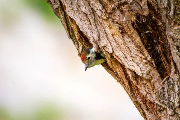 啄木鸟 绿色森林背景 中斑点木鸟 登德罗科波斯 梅杜斯 — 图库照片