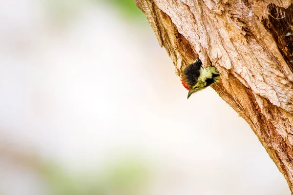 Specht Grüner Waldhintergrund Vogel Mittelspecht Dendrokopos Medius — Stockfoto