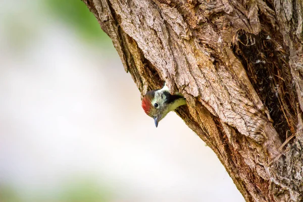 Ağaçkakan Yeşil Orman Arka Planı Kuş Orta Benekli Ağaçkakan Dendrocopos — Stok fotoğraf