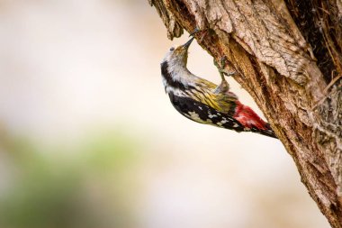 Ağaçkakan. Yeşil orman arka planı. Kuş: Orta Benekli Ağaçkakan. Dendrocopos medius.