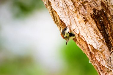 Sevimli Ağaçkakan. Yeşil orman arka planı. Kuş: Orta Benekli Ağaçkakan. Dendrocopos medius.
