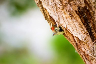 Sevimli Ağaçkakan. Yeşil orman arka planı. Kuş: Orta Benekli Ağaçkakan. Dendrocopos medius.