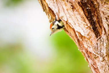 Sevimli Ağaçkakan. Yeşil orman arka planı. Kuş: Orta Benekli Ağaçkakan. Dendrocopos medius.