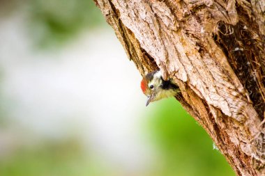 Sevimli Ağaçkakan. Yeşil orman arka planı. Kuş: Orta Benekli Ağaçkakan. Dendrocopos medius.