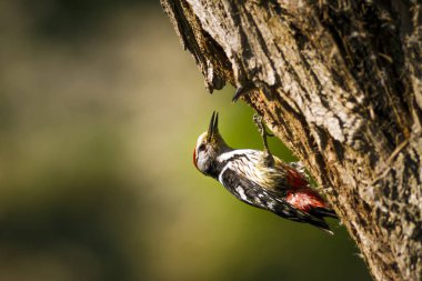 Ağaçtaki sevimli ağaçkakan. Doğa arka planı. Kuş: Orta Benekli Ağaçkakan. Dendrocopos medius.