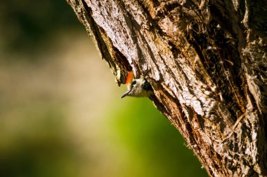 Ağaçtaki sevimli ağaçkakan. Doğa arka planı. Kuş: Orta Benekli Ağaçkakan. Dendrocopos medius.