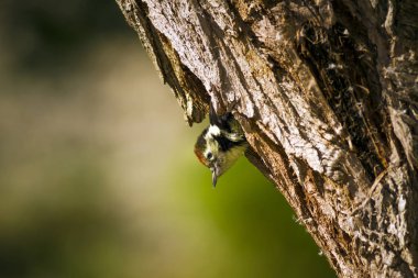Ağaçtaki sevimli ağaçkakan. Doğa arka planı. Kuş: Orta Benekli Ağaçkakan. Dendrocopos medius.