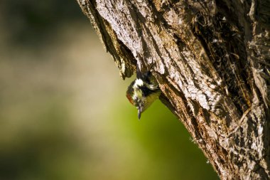Ağaçtaki sevimli ağaçkakan. Doğa arka planı. Kuş: Orta Benekli Ağaçkakan. Dendrocopos medius.