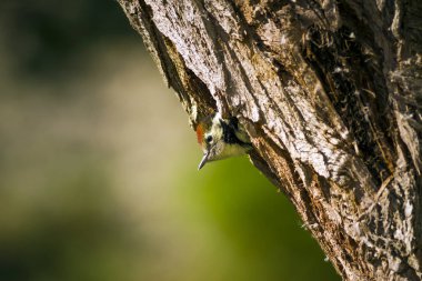 Ağaçtaki sevimli ağaçkakan. Doğa arka planı. Kuş: Orta Benekli Ağaçkakan. Dendrocopos medius.