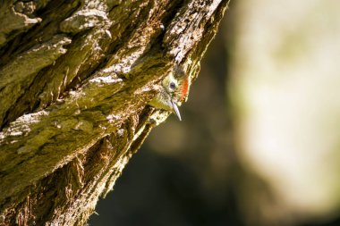Ağaçtaki sevimli ağaçkakan. Doğa arka planı. Kuş: Orta Benekli Ağaçkakan. Dendrocopos medius.