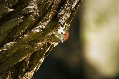 Ağaçtaki sevimli ağaçkakan. Doğa arka planı. Kuş: Orta Benekli Ağaçkakan. Dendrocopos medius.