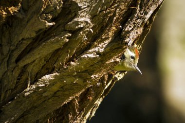 Ağaçtaki sevimli ağaçkakan. Doğa arka planı. Kuş: Orta Benekli Ağaçkakan. Dendrocopos medius.