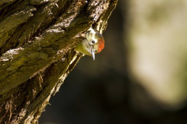 Ağaçtaki sevimli ağaçkakan. Doğa arka planı. Kuş: Orta Benekli Ağaçkakan. Dendrocopos medius.