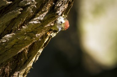 Ağaçtaki sevimli ağaçkakan. Doğa arka planı. Kuş: Orta Benekli Ağaçkakan. Dendrocopos medius.