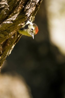 Ağaçtaki sevimli ağaçkakan. Doğa arka planı. Kuş: Orta Benekli Ağaçkakan. Dendrocopos medius.