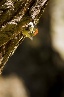 Ağaçtaki sevimli ağaçkakan. Doğa arka planı. Kuş: Orta Benekli Ağaçkakan. Dendrocopos medius.