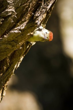 Ağaçtaki sevimli ağaçkakan. Doğa arka planı. Kuş: Orta Benekli Ağaçkakan. Dendrocopos medius.