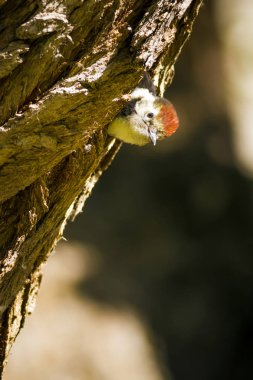 Ağaçtaki sevimli ağaçkakan. Doğa arka planı. Kuş: Orta Benekli Ağaçkakan. Dendrocopos medius.