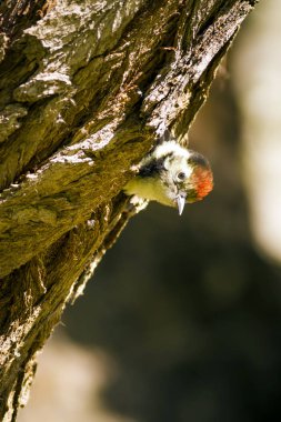 Ağaçtaki sevimli ağaçkakan. Doğa arka planı. Kuş: Orta Benekli Ağaçkakan. Dendrocopos medius.