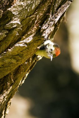 Ağaçtaki sevimli ağaçkakan. Doğa arka planı. Kuş: Orta Benekli Ağaçkakan. Dendrocopos medius.