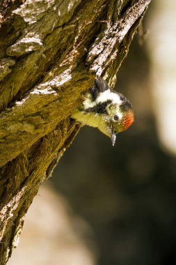 Ağaçtaki sevimli ağaçkakan. Doğa arka planı. Kuş: Orta Benekli Ağaçkakan. Dendrocopos medius.