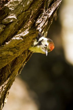Ağaçtaki sevimli ağaçkakan. Doğa arka planı. Kuş: Orta Benekli Ağaçkakan. Dendrocopos medius.