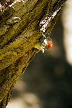 Ağaçtaki sevimli ağaçkakan. Doğa arka planı. Kuş: Orta Benekli Ağaçkakan. Dendrocopos medius.