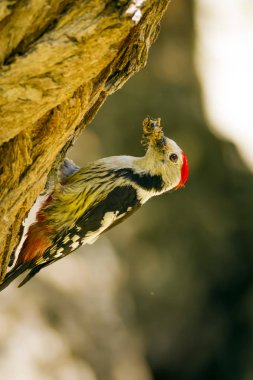 Ağaçtaki sevimli ağaçkakan. Doğa arka planı. Kuş: Orta Benekli Ağaçkakan. Dendrocopos medius.