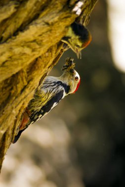 Ağaçtaki sevimli ağaçkakan. Doğa arka planı. Kuş: Orta Benekli Ağaçkakan. Dendrocopos medius.