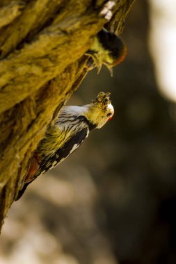 Ağaçtaki sevimli ağaçkakan. Doğa arka planı. Kuş: Orta Benekli Ağaçkakan. Dendrocopos medius.