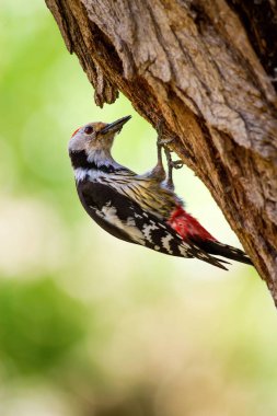Ağaçkakan. Doğa arka planı. Kuş: Orta Benekli Ağaçkakan 