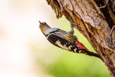 Ağaçkakan. Doğa arka planı. Kuş: Orta Benekli Ağaçkakan 