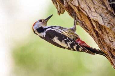 Ağaçkakan. Doğa arka planı. Kuş: Orta Benekli Ağaçkakan 