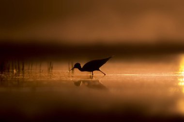 Günbatımı doğa ve kuş. Günbatımı doğa arka plan. Ortak su kuşu: siyah kanatlı stilt. Himantopus himantopus.