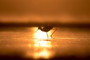 Günbatımı doğa ve kuş. Günbatımı doğa arka plan. Ortak su kuşu: siyah kanatlı stilt. Himantopus himantopus.