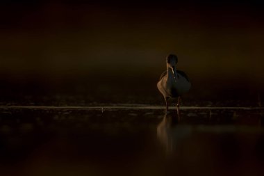 Günbatımı doğa ve kuş. Günbatımı doğa arka plan. Ortak su kuşu: siyah kanatlı stilt. Himantopus himantopus.
