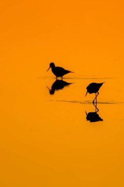 Günbatımı doğa ve kuş. Günbatımı doğa arka plan. Ortak su kuşu: siyah kanatlı stilt. Himantopus himantopus.